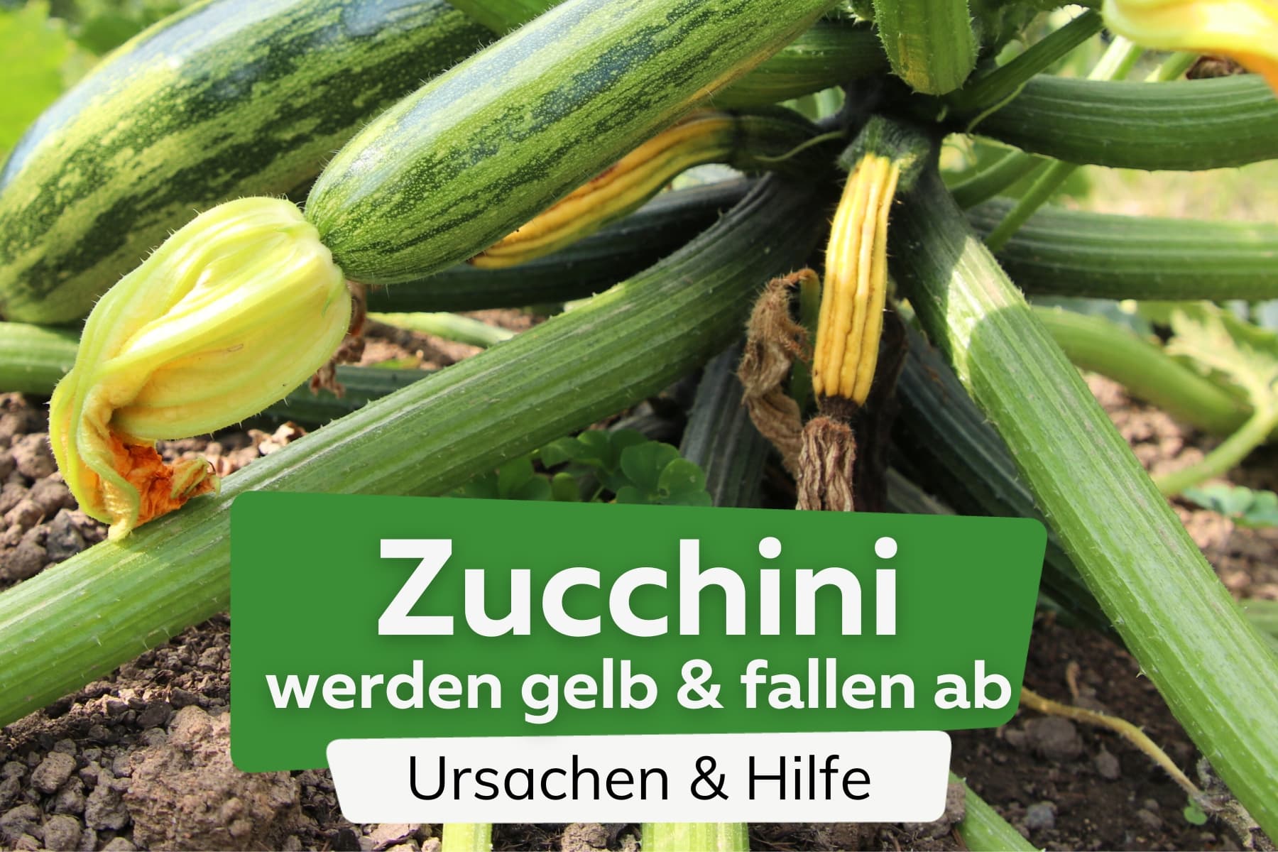 Zucchini-Früchte werden gelb und fallen ab: was tun?