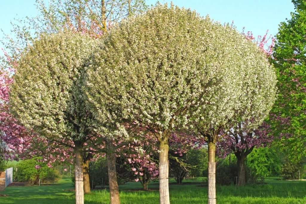 Kleinbleibende Bäume - Zier-Kirsche