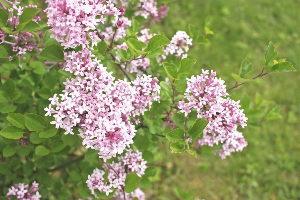 Kleinbleibende Bäume - Zwergflieder