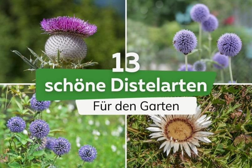 13 schöne Distelarten für jeden Garten