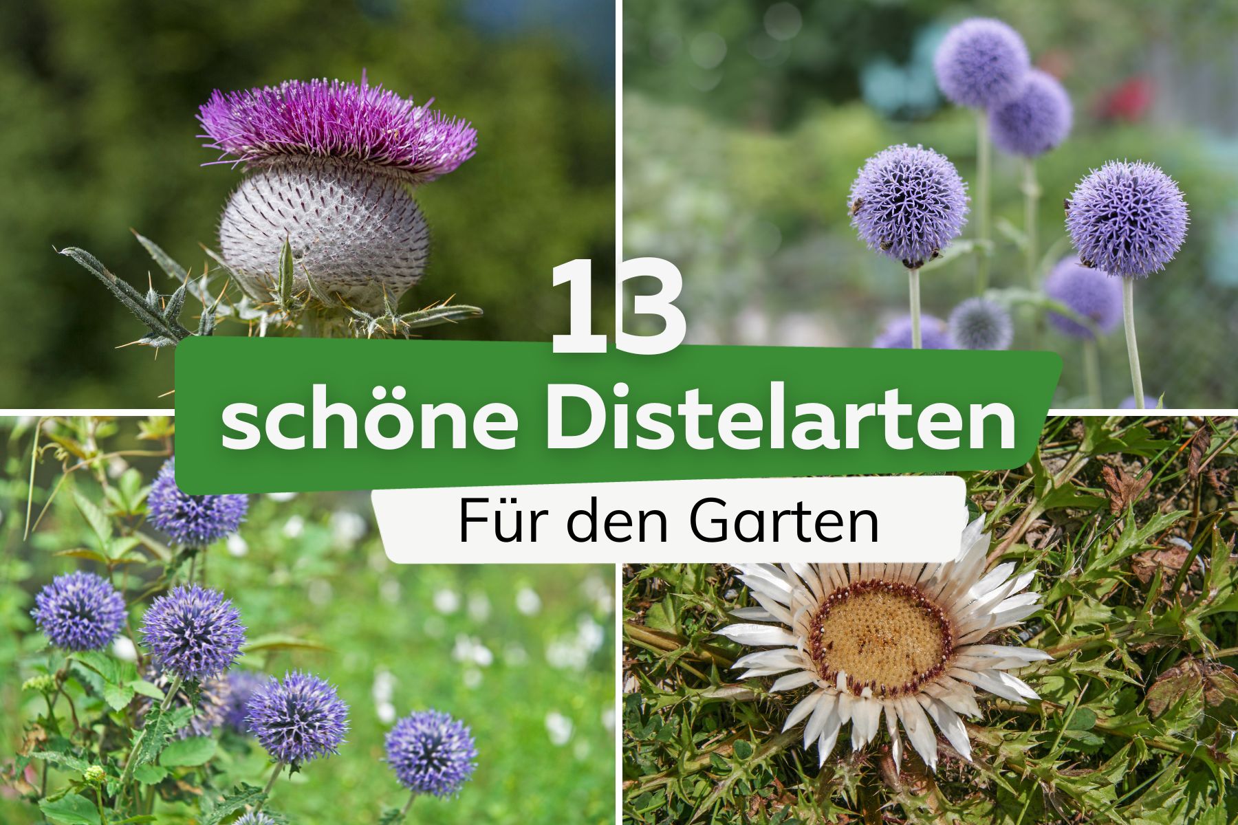 13 schöne Distelarten für jeden Garten