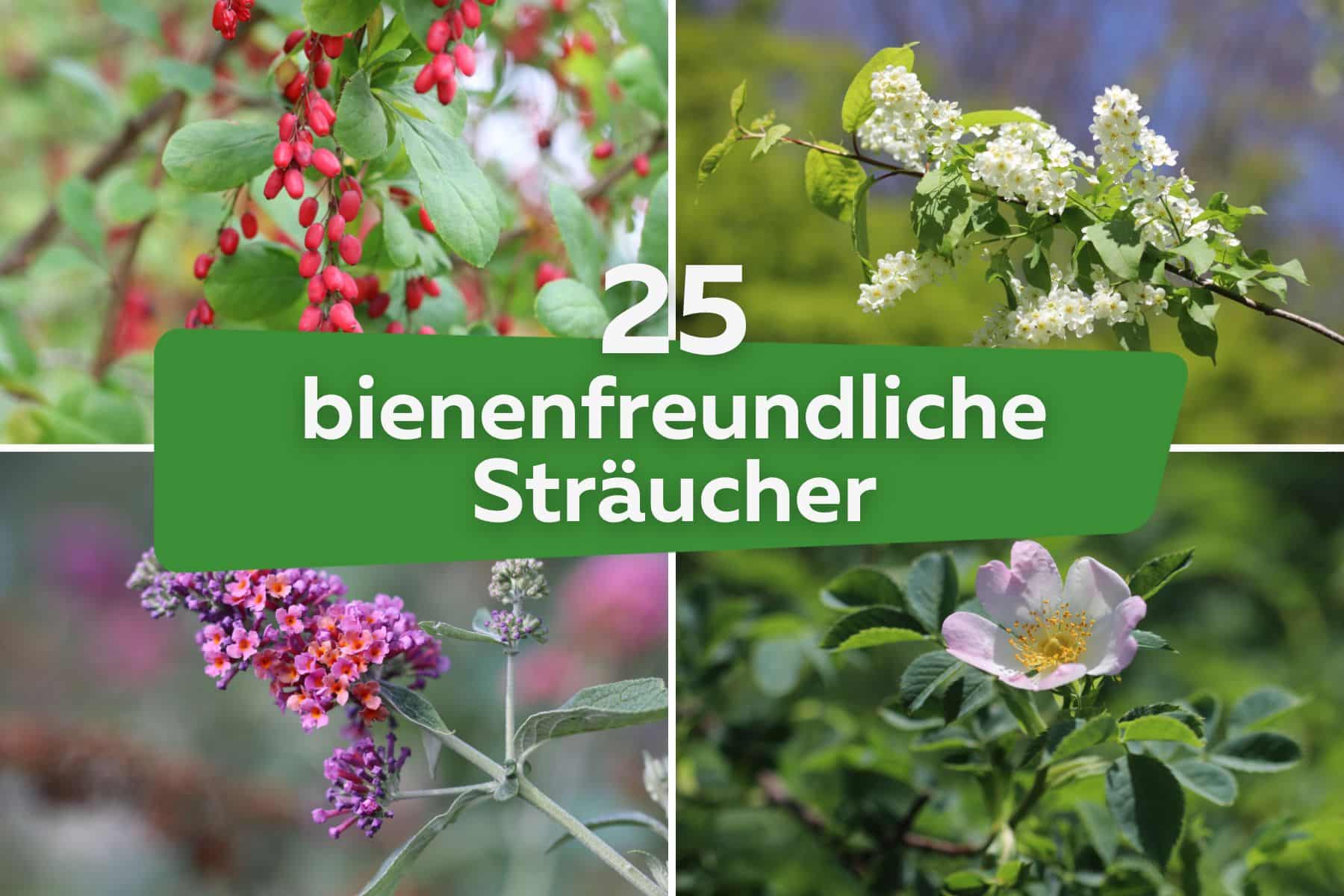 25 winterharte bienenfreundliche Sträucher