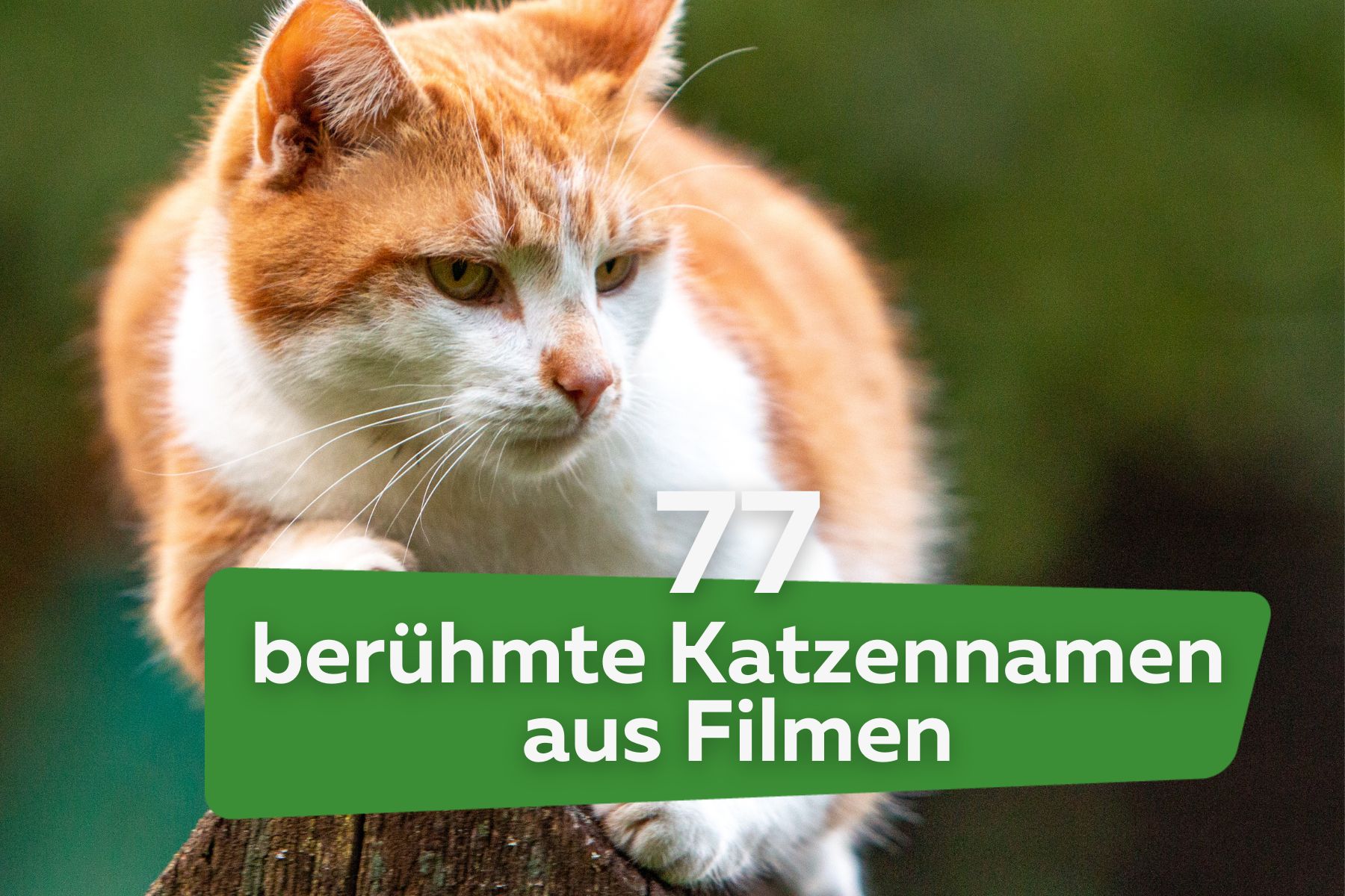 77 berühmte Kater & Katzennamen aus Filmen