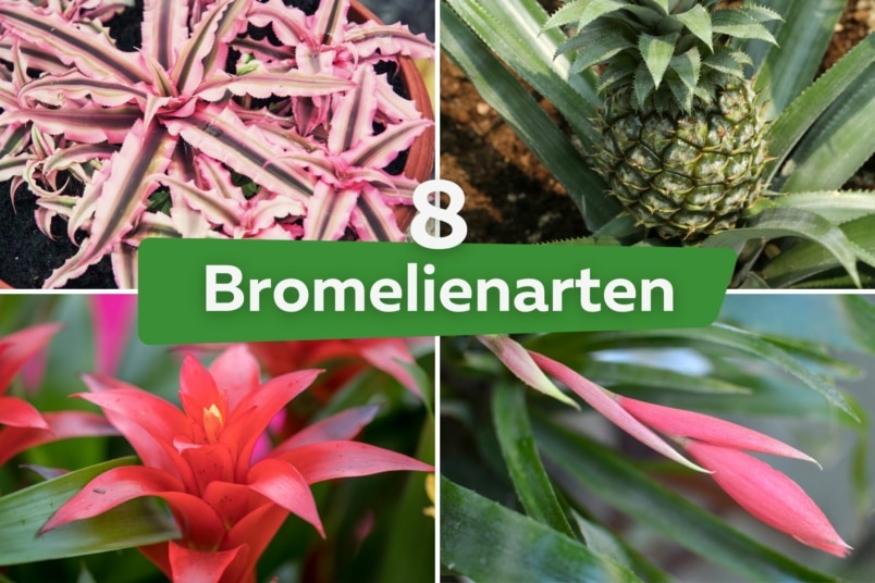 Bromelienarten