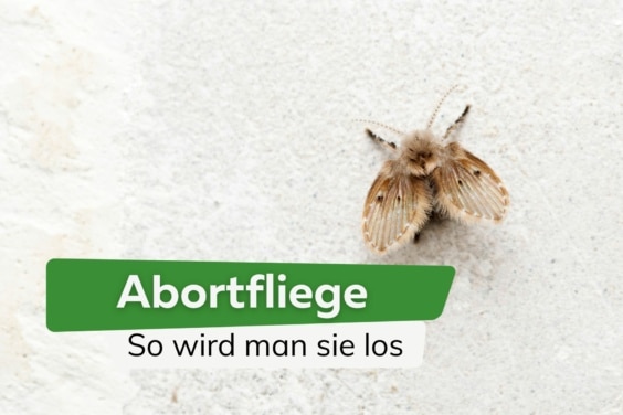 Abortfliege: so wird man Schmetterlingsfliegen los