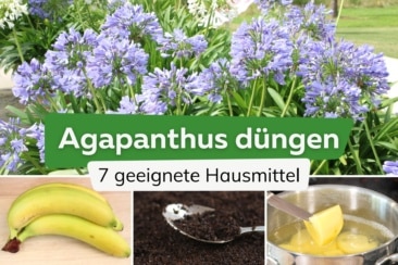 Agapanthus richtig düngen: 7 Hausmittel