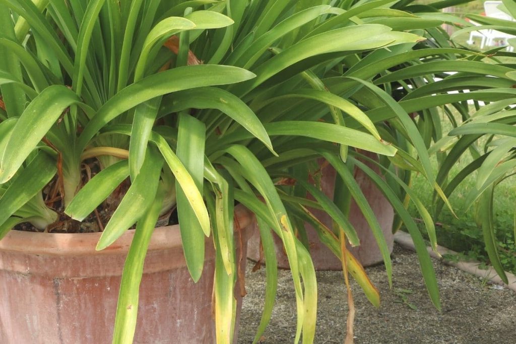 Gelbe Blätter an Agapanthus