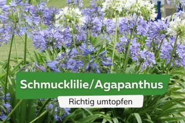 Agapanthus in 8 Schritten richtig umtopfen