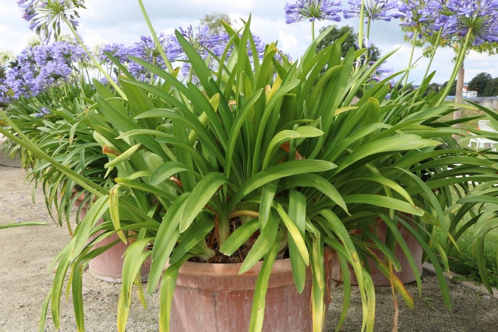 Agapanthus im Kübel