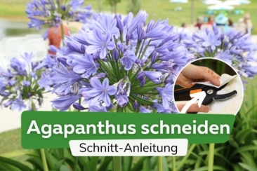 Agapanthus schneiden: so gelingt es