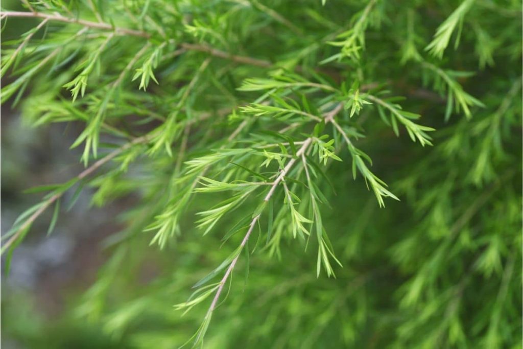 Pflanzen gegen Wespen - Australischer Teebaum