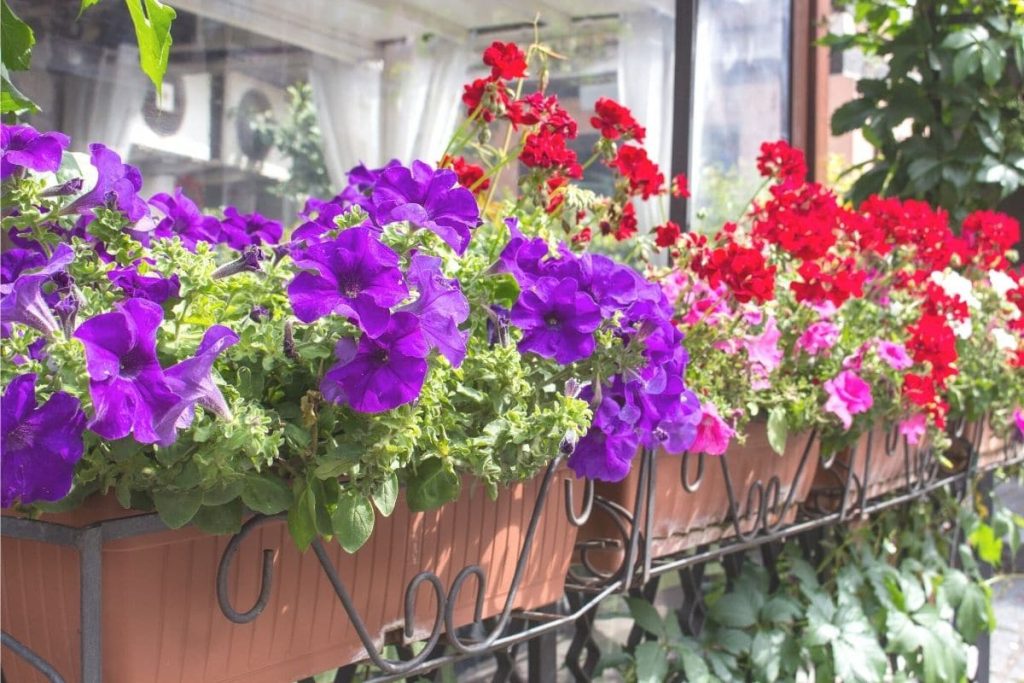 Blumenkästen voller blühender Blumen