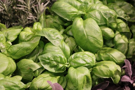 Diese 20 Pflanzen halten Wespen fern