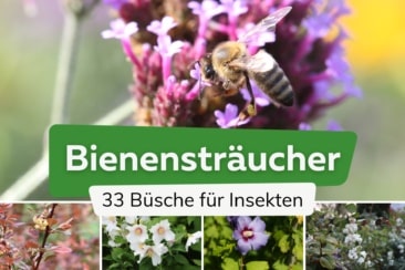 33 Bienensträucher und insektenfreundliche Büsche