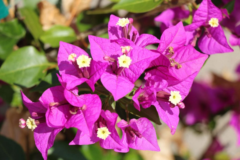 Drillingsblume - Bougainvillea