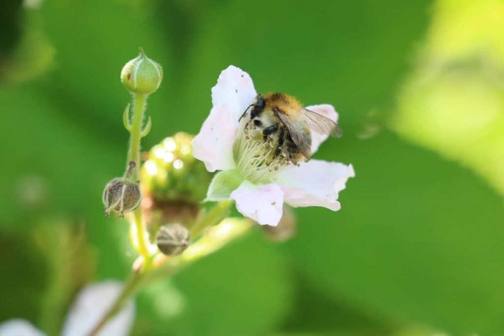 Vogelsträucher - Brombeeren