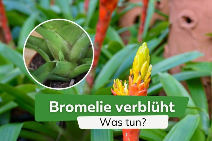 Bromelie verblüht: was ist jetzt zu tun?