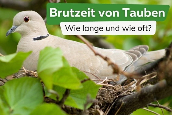 Brutzeit von Tauben: wie lange und wie oft brüten sie?