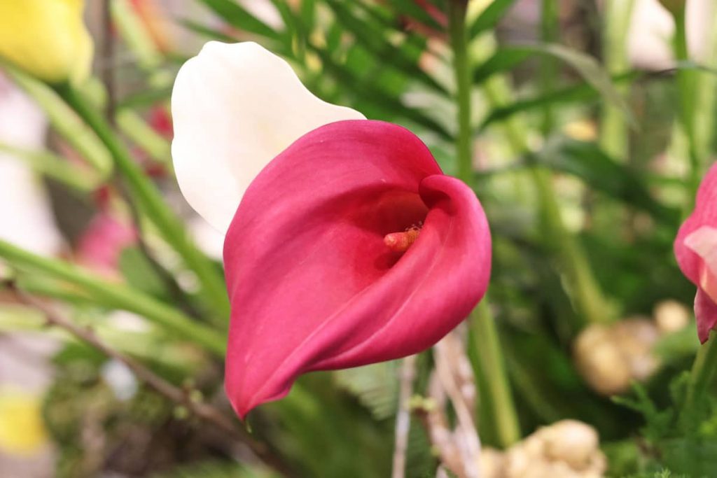 Calla - Zantedeschia