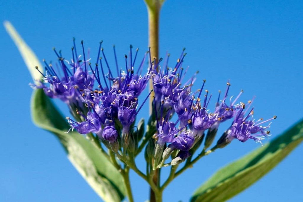 Clandon-Bartblume - Caryopteris x clandonensis