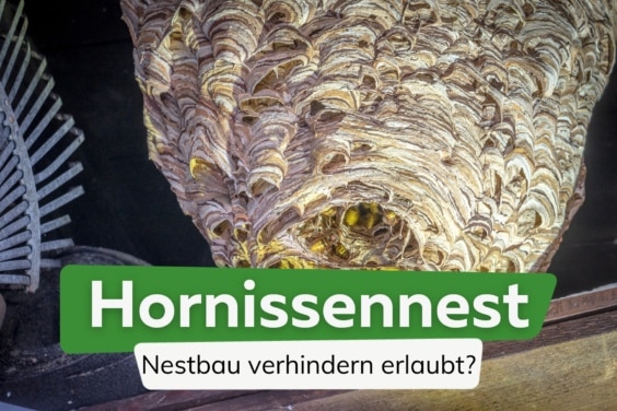 Darf man den Nestbau von Hornissen verhindern?