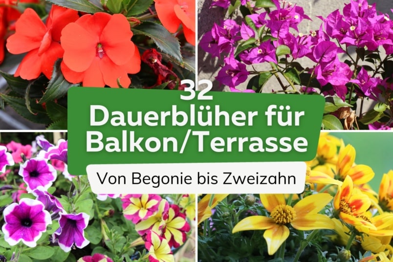 32 Dauerblüher für Terrasse und Balkon