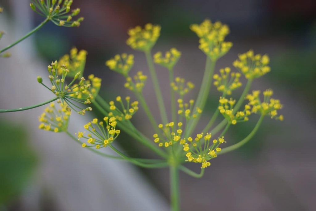 Phototoxische Pflanzen - Dill - Anethum graveolens