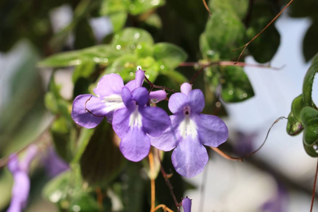 Drehfrucht - Streptocarpus saxorum