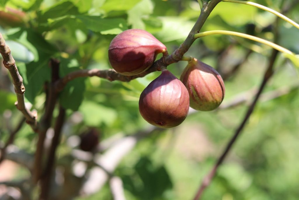 Echte Feige - Ficus carica