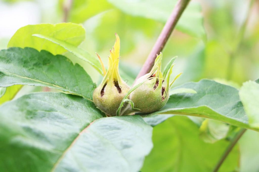 Echte Mispel - Mespilus germanica