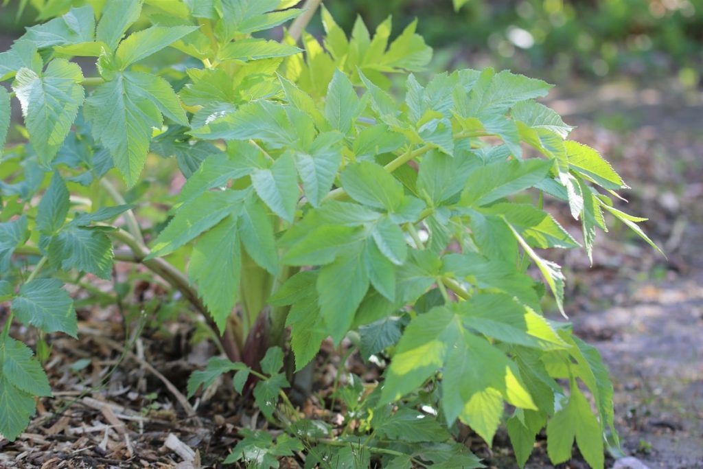 Echter Engelwurz - Angelica archangelica