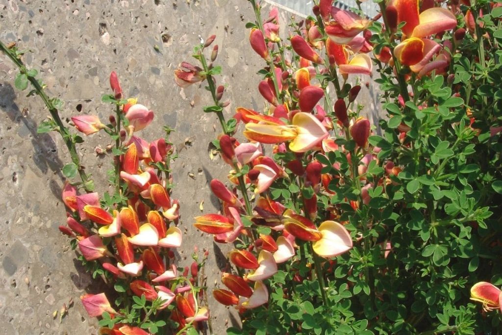 Bienensträucher - Edelginster 'Lena'