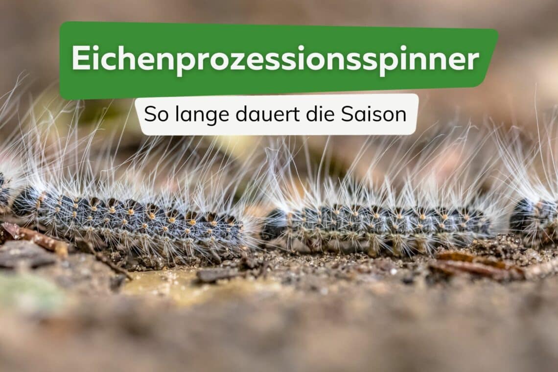 Eichenprozessionsspinner Saison Tiel