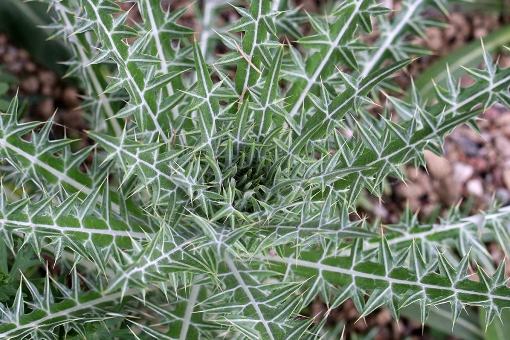 Elfenbeindistel (Eryngium giganteum)