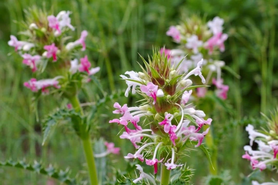 Elfendistel (Morina longifolia)