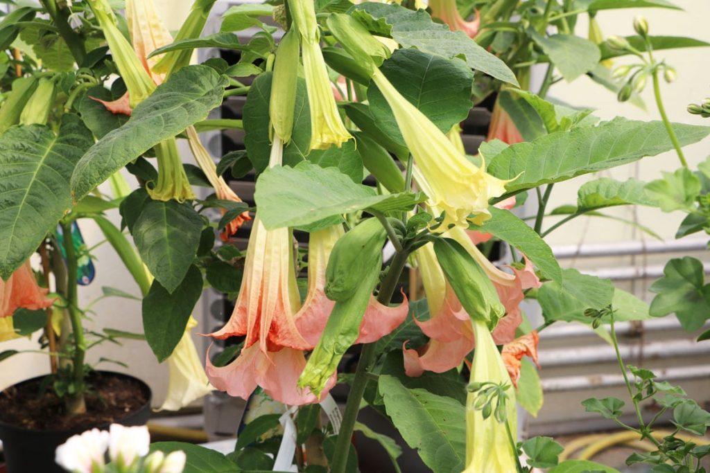 Engelstrompete - Brugmansia