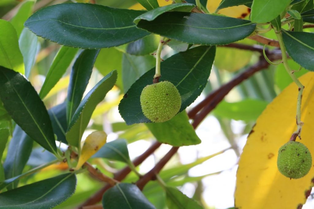 Erdbeerbaum - Arbutus unedo