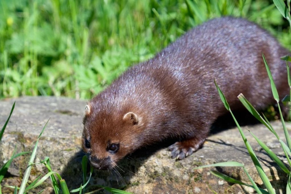 Europäischer Nerz - Mustela lutreola