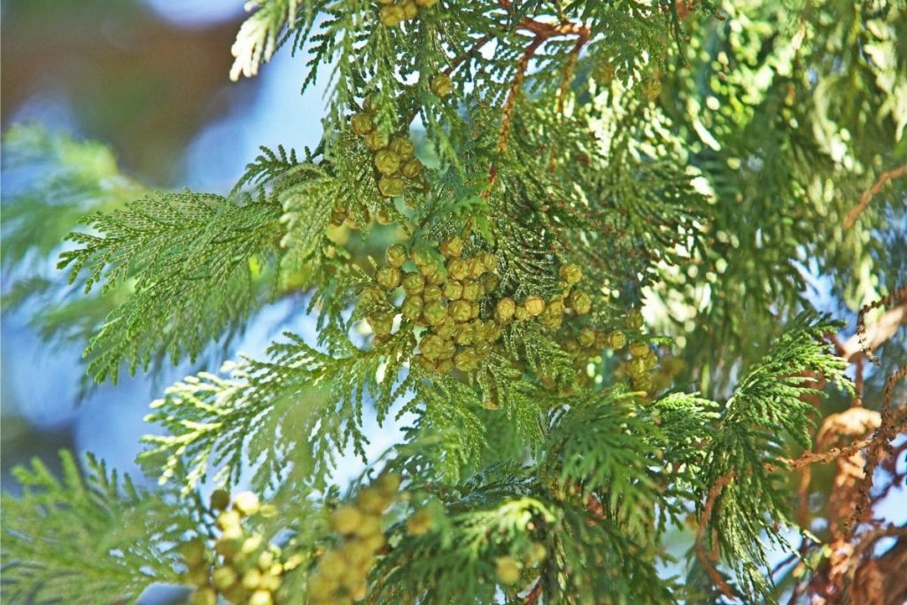 Fadenzypresse - Chamaecyparis pisifera