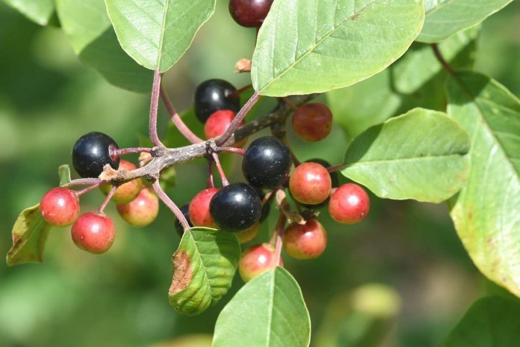 Faulbaum - Rhamnus frangula