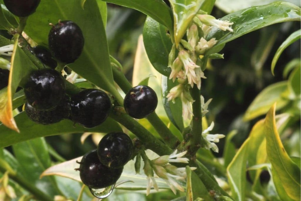 Fleischbeere - Sarcococca confusa