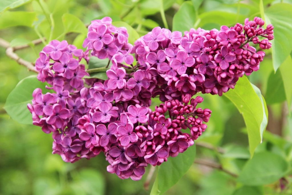 Flieder - Syringa vulgaris