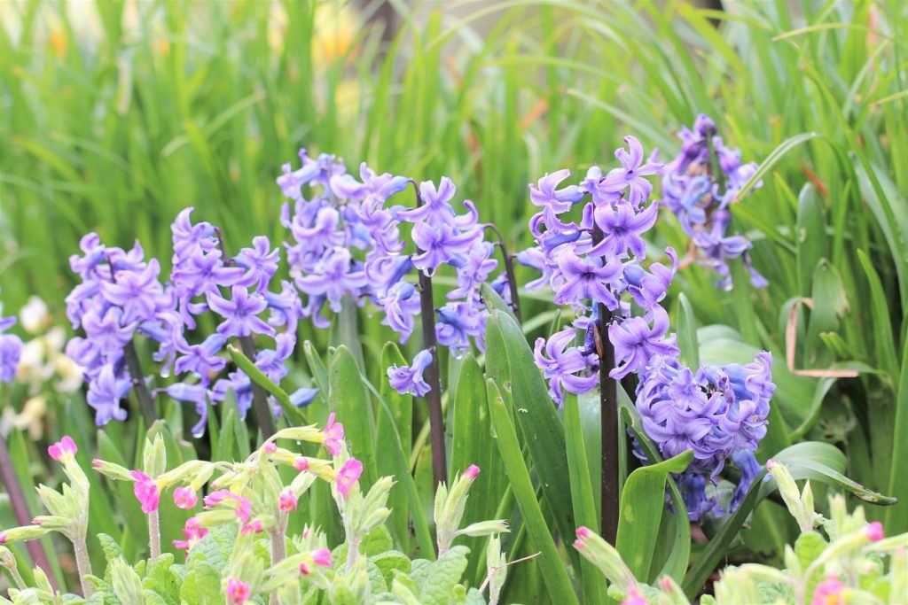 Pflanzen gegen Wespen - Gartenhyazinthe