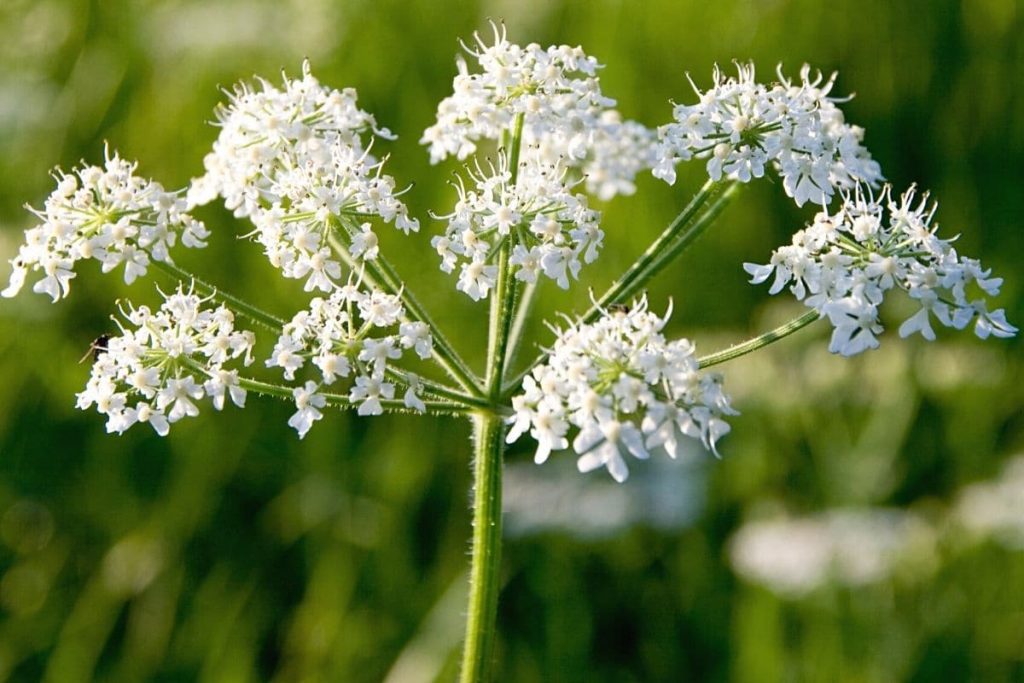 Phototoxische Pflanzen - Gefleckter Schierling - Conium maculatum