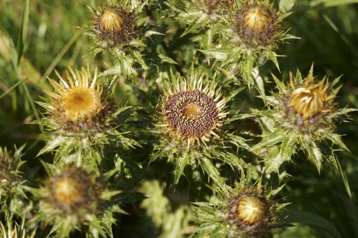 Golddistel (Carlina vulgaris)