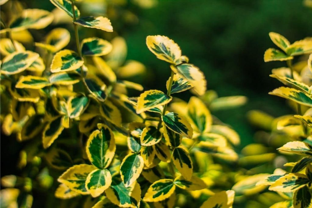 Großblättrige Stechpalme - Ilex altaclerensis