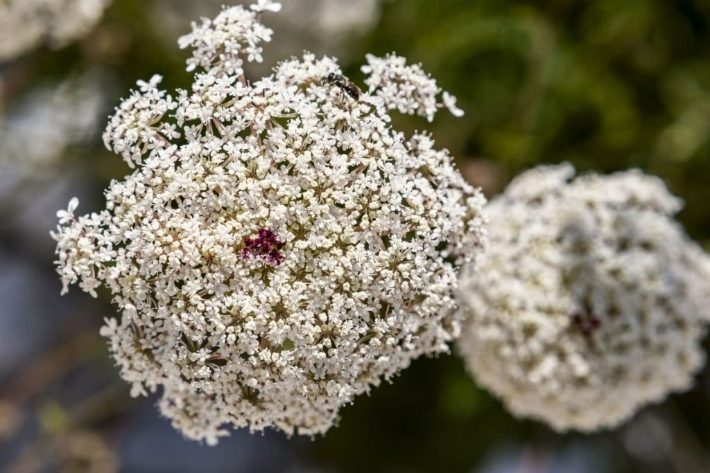 Große Knorpelmöhre - Ammi majus