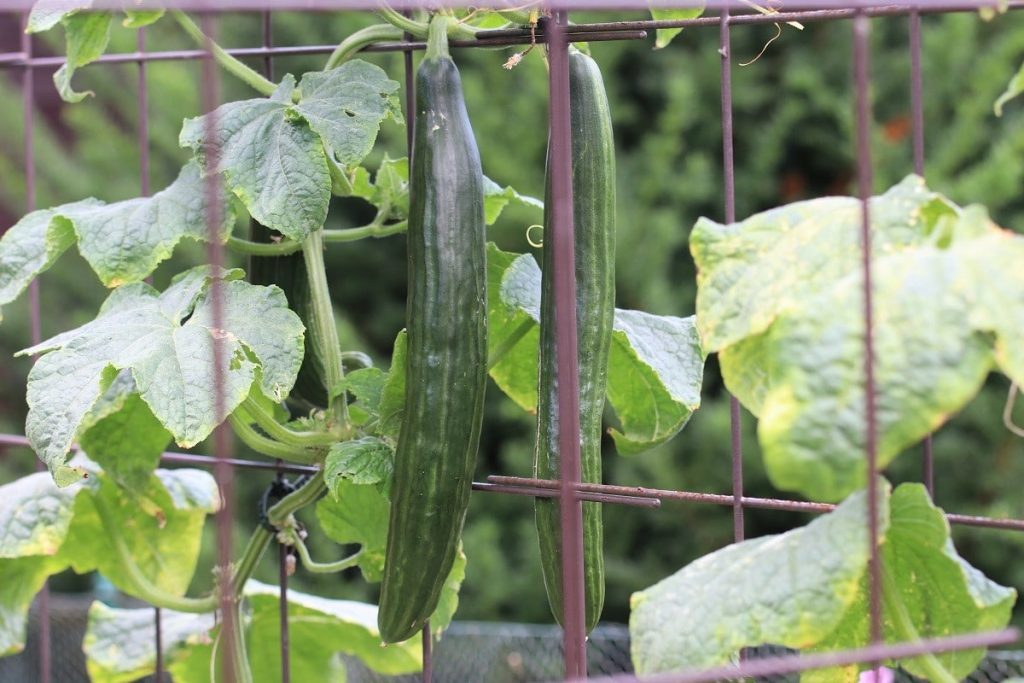 Gurken (Cucumis sativus)