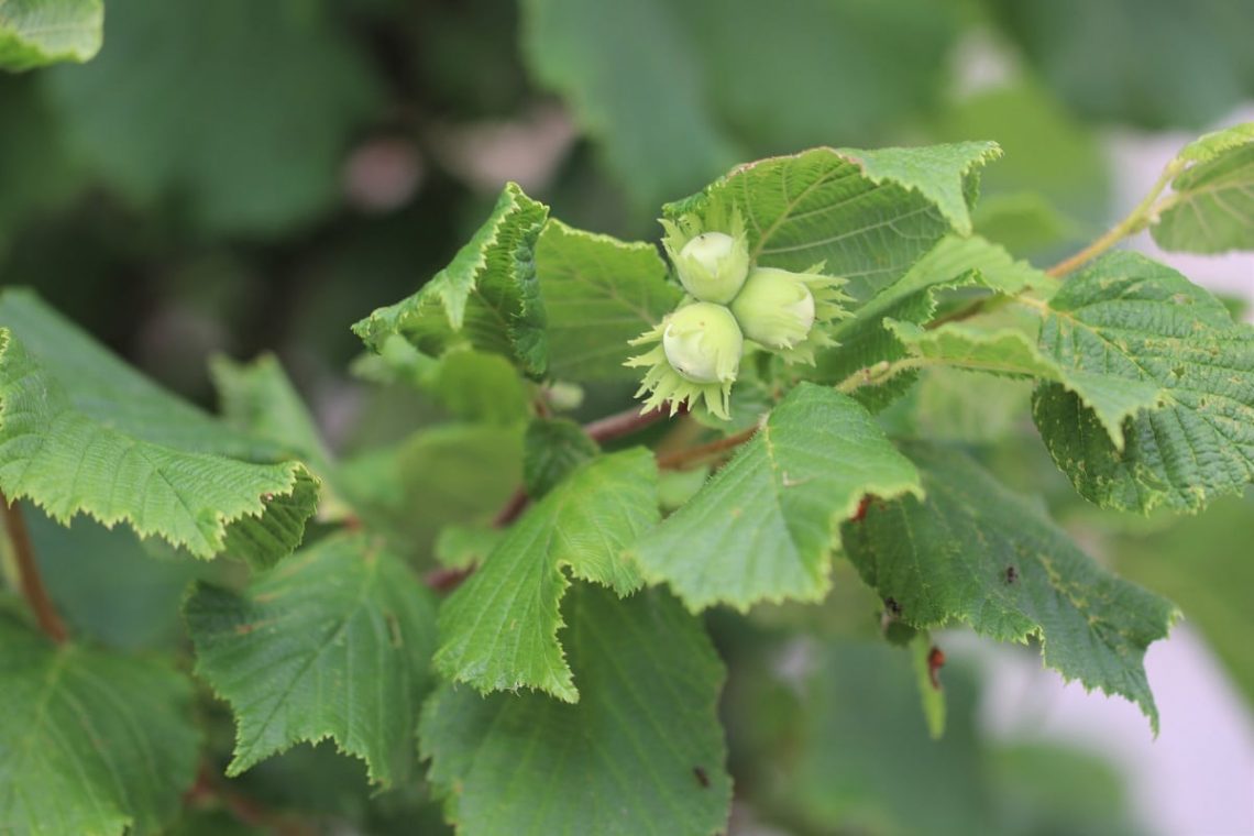 Haselnuss - Corylus avellana