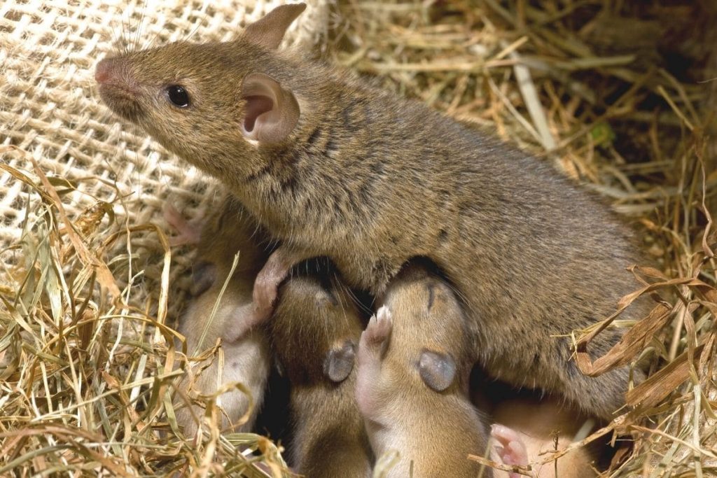 Hausmaus (Mus musculus)